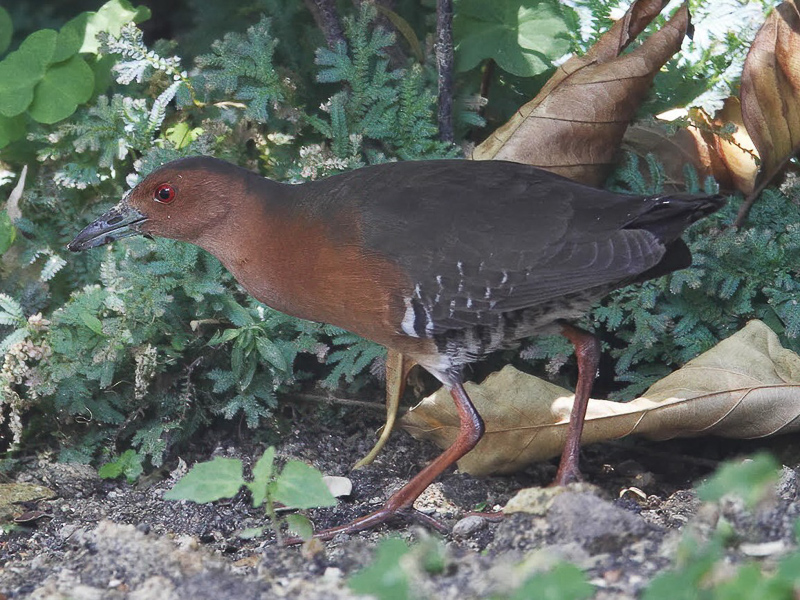 Band-bellied Crake 斑脇田雞