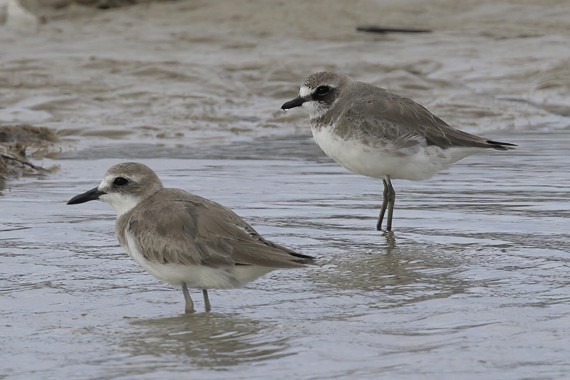 Siberian Sand Plover 蒙古沙鴴