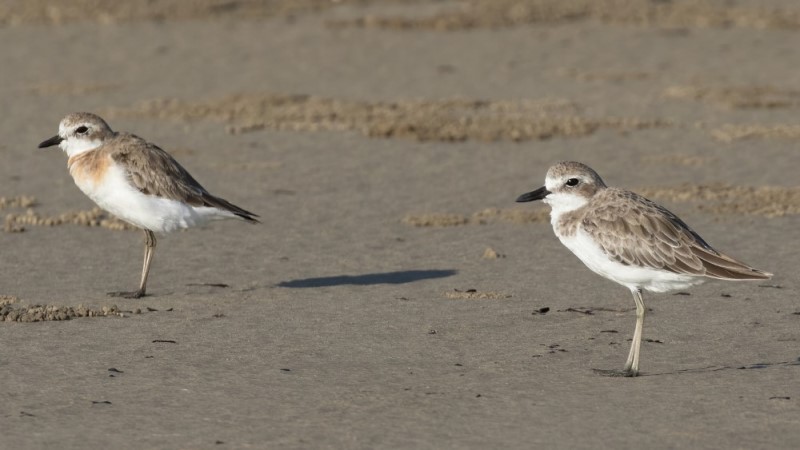 Tibetan Sand Plover 青藏沙鴴