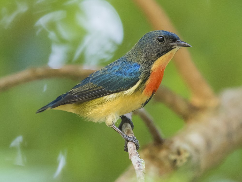 Fire-breasted Flowerpecker 紅胸啄花鳥