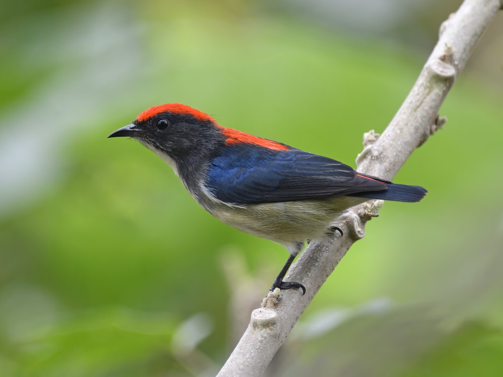 Scarlet-backed Flowerpecker 朱背啄花鳥