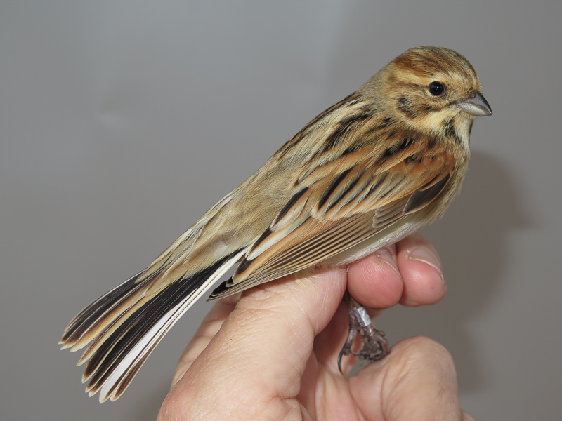 Common Reed Bunting 蘆鵐