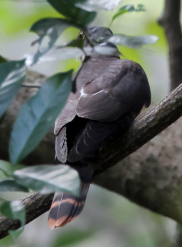 Northern Hawk-Cuckoo 北鷹鵑