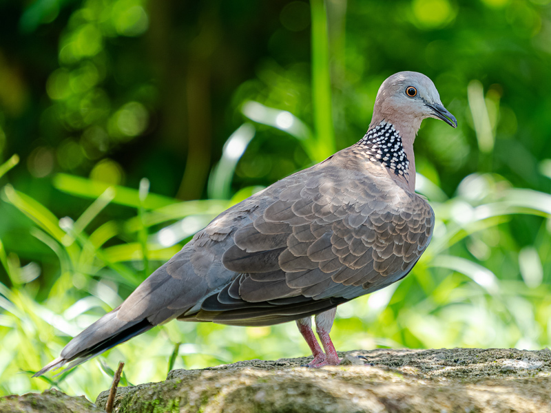 Spotted Dove 珠頸斑鳩