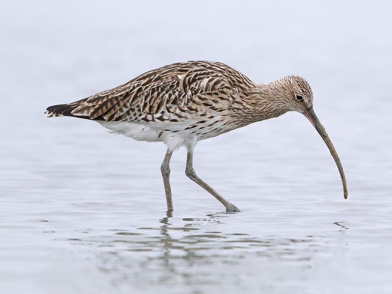 Eurasian Curlew 白腰杓鷸 (NT)