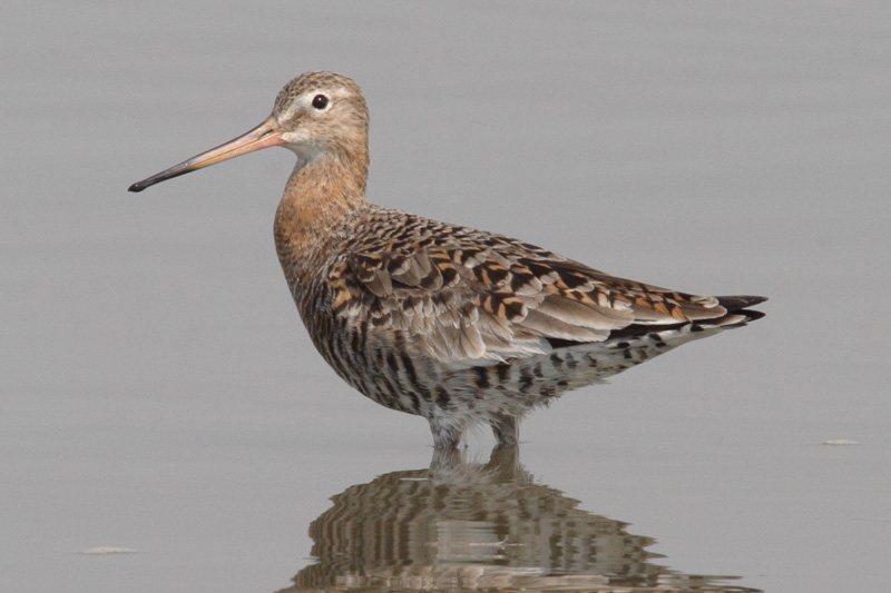 Black-tailed Godwit 黑尾塍鷸 (NT)
