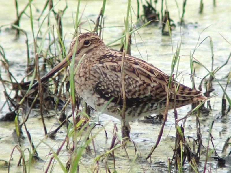Swinhoe’s Snipe 大沙錐