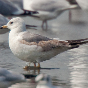 Common Gull 海鷗