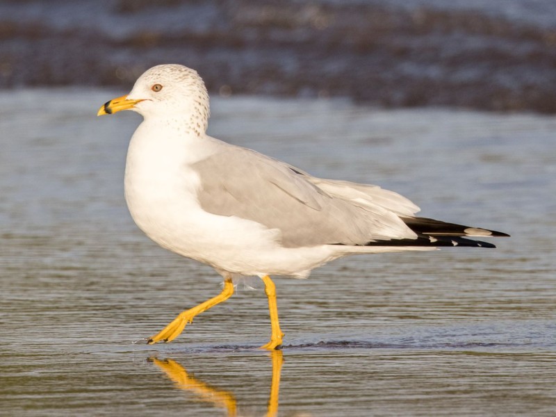 Ring-billed Gull 環嘴鷗