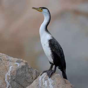 Japanese Cormorant 綠背鸕鷀