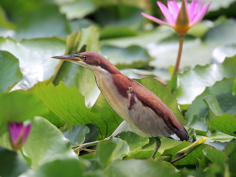 Von Schrenck’s Bittern 紫背葦鳽
