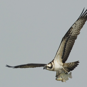Osprey 鶚