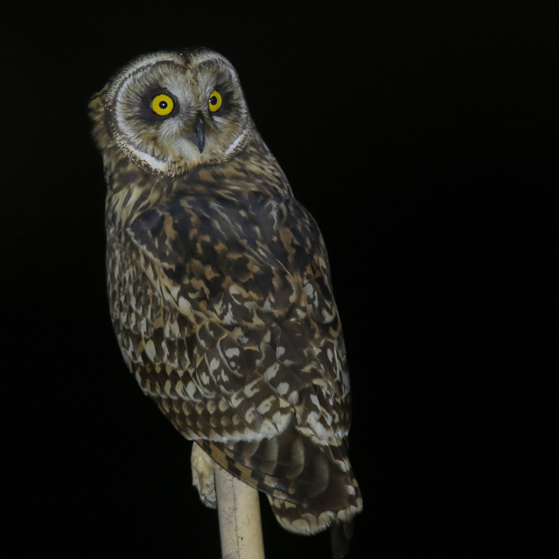 Short-eared Owl 短耳鴞