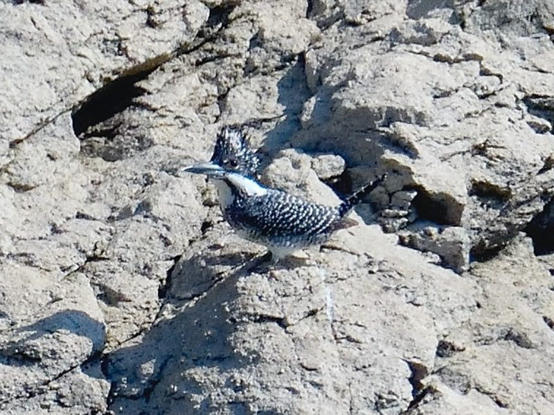 Crested Kingfisher 冠魚狗