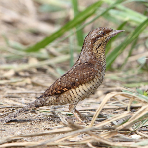 Eurasian Wryneck 蟻鴷