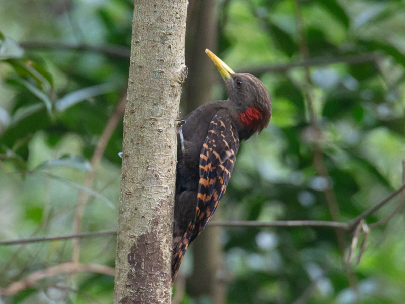 Bay Woodpecker 黃嘴栗啄木鳥