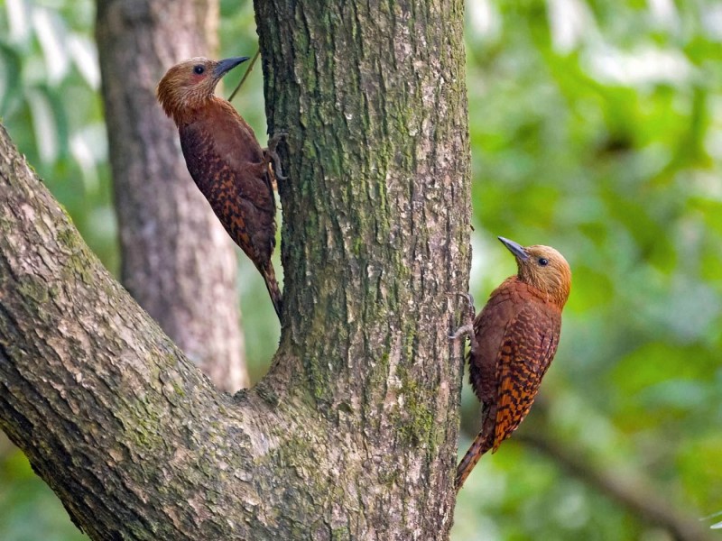 Rufous Woodpecker  栗啄木鳥