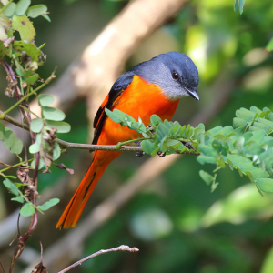 Grey-chinned Minivet 灰喉山椒鳥