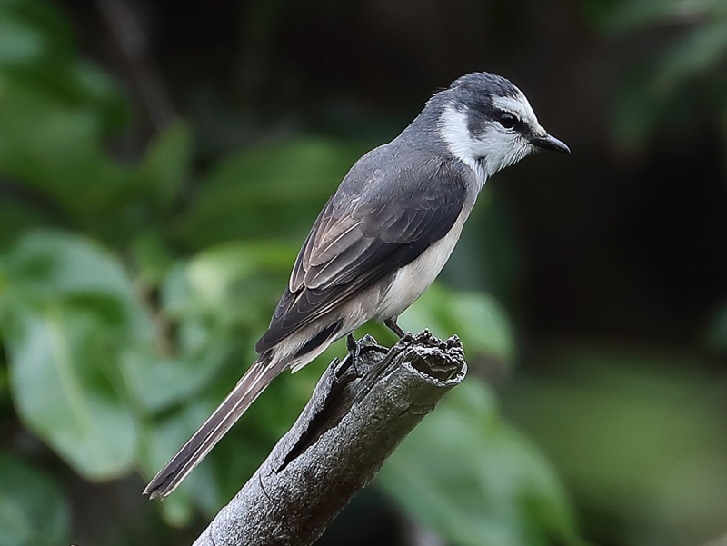 Swinhoe's Minivet 小灰山椒鳥