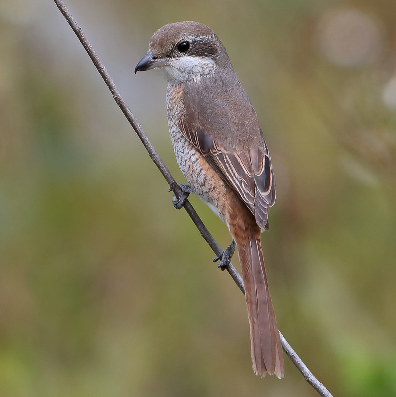 Grey-backed Shrike 灰背伯勞