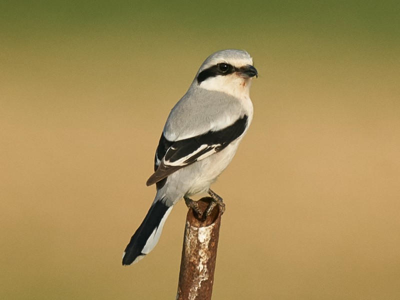 Chinese Grey Shrike 楔尾伯勞