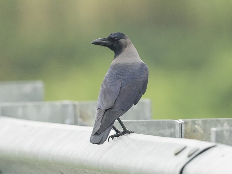 House Crow 家鴉