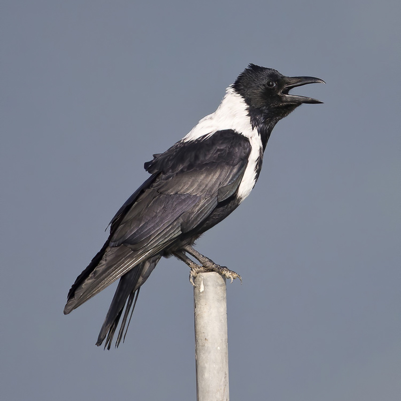 Collared Crow 白頸鴉