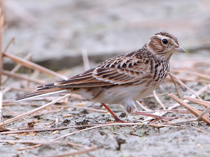Eurasian Skylark 雲雀