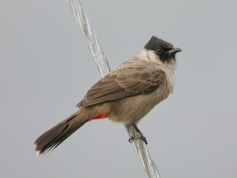 Sooty-headed Bulbul 白喉紅臀