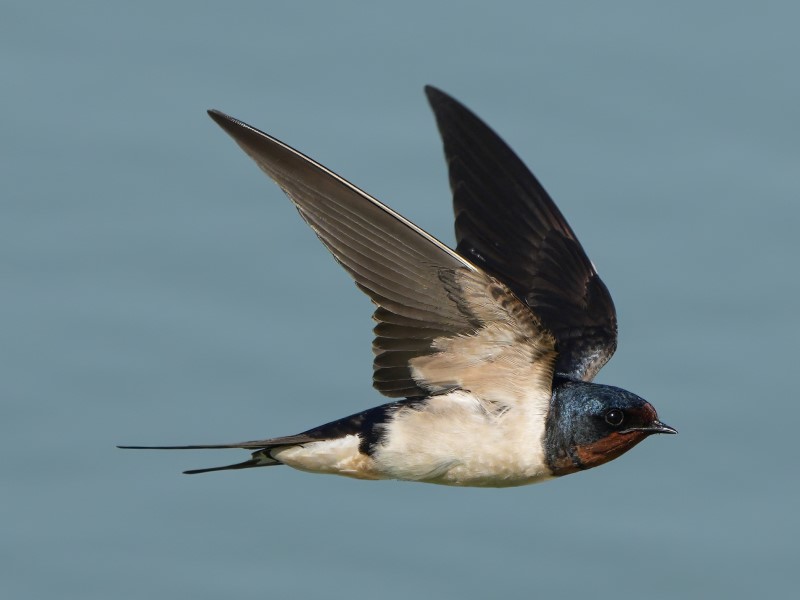 Barn Swallow 家燕