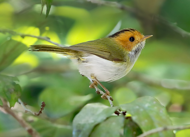 Rufous-faced Warbler  棕臉鶲鶯