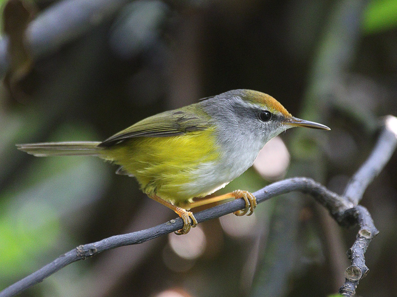 Mountain Tailorbird 金頭縫葉鶯