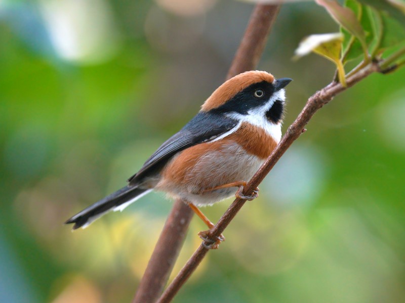 Black-throated Bushtit 紅頭長尾山雀