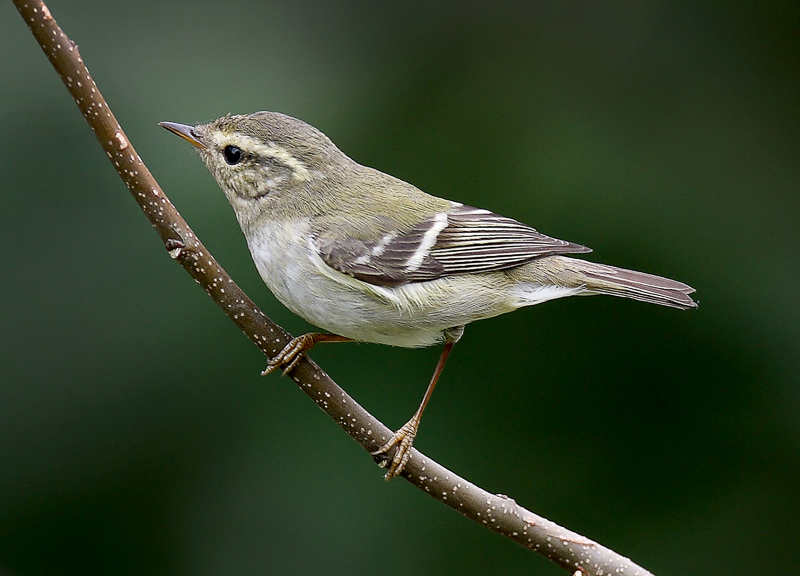 Yellow-browed Warbler 黃眉柳鶯