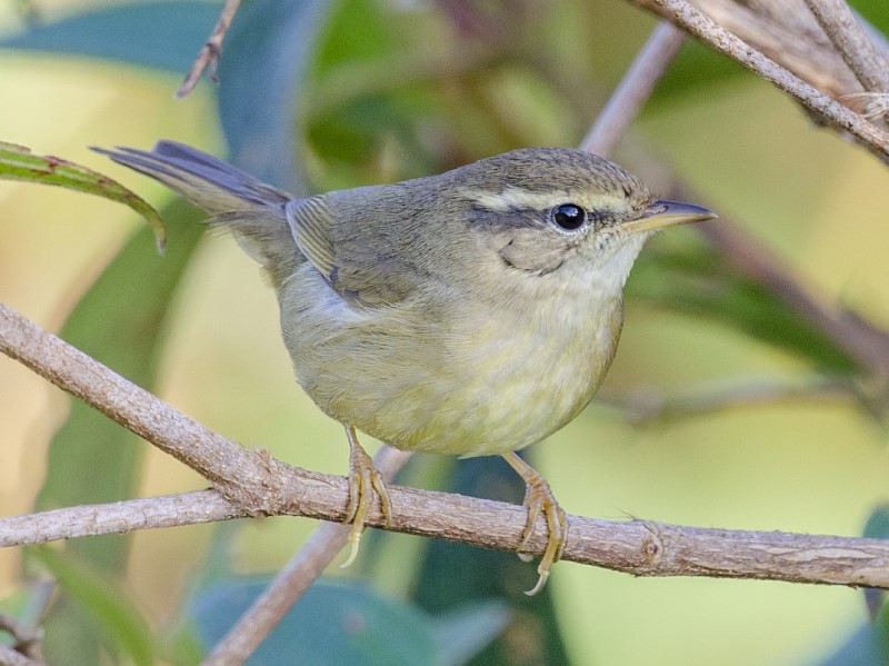 Yellow-streaked Warbler 棕眉柳鶯