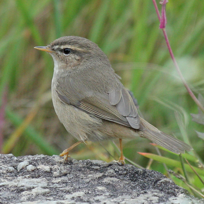 Dusky Warbler 褐柳鶯