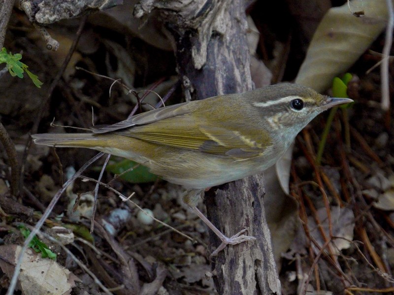 Sakhalin Leaf Warbler 庫頁島柳鶯