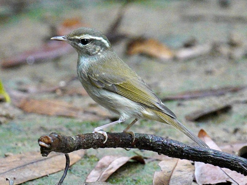 Pale-legged Leaf Warbler 淡腳柳鶯