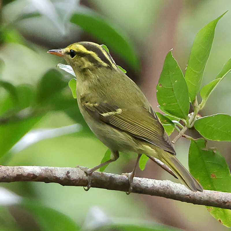 Hartert’s Warbler 古氏[冠紋]柳鶯
