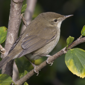 Blyth’s Reed Warbler 布氏葦鶯