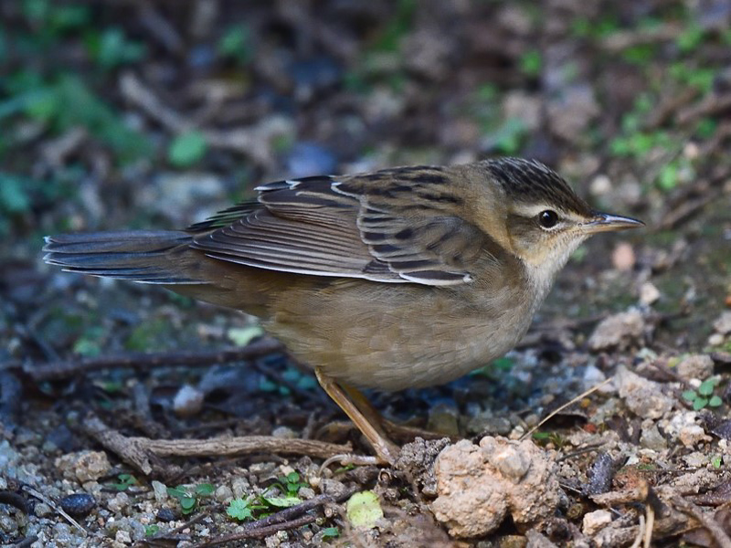 Pallas’s Grasshopper Warbler  小蝗鶯
