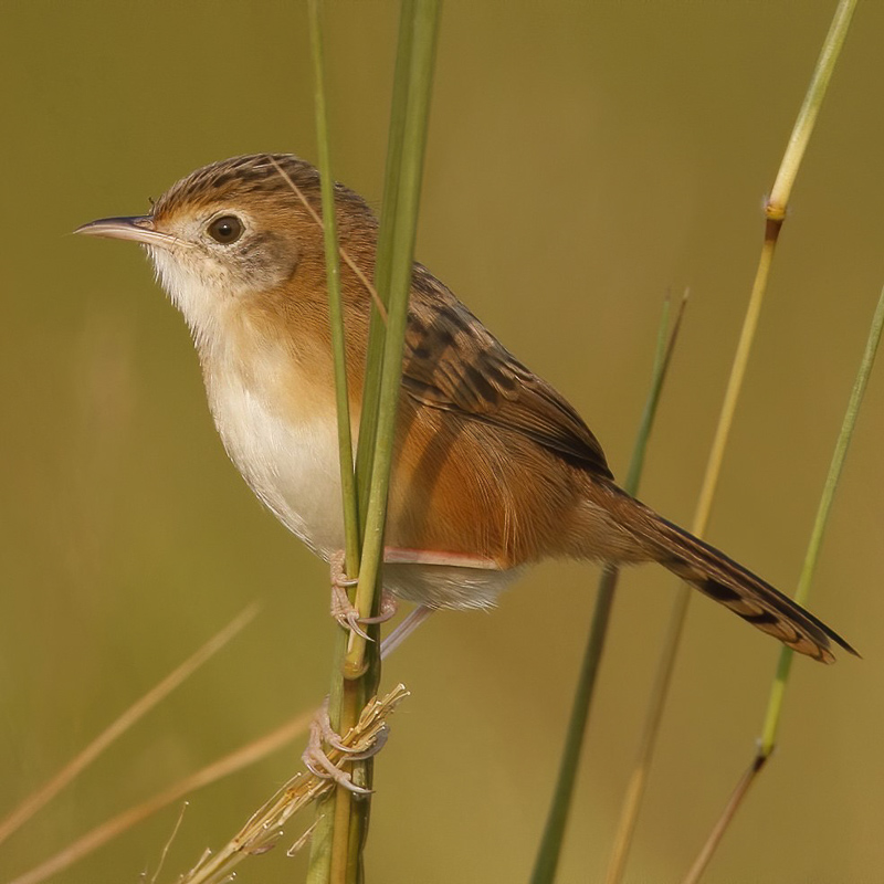 Golden-headed Cisticola 金頭扇尾鶯