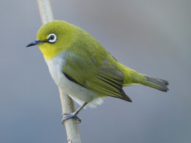 Swinhoe’s White-eye  暗綠繡眼鳥