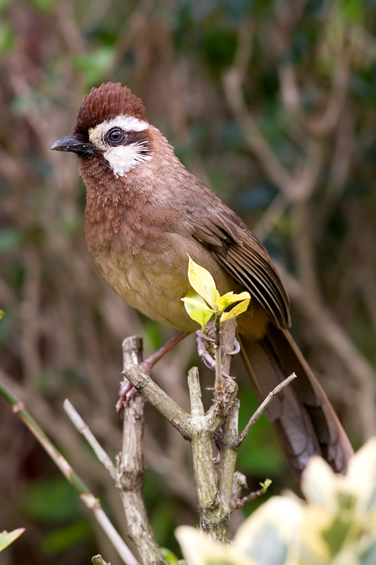 White-browed Laughingthrush 白頰噪鶥