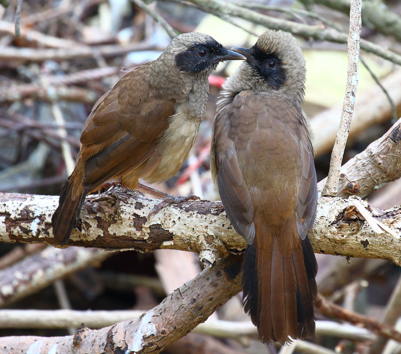 Masked Laughingthrush 黑臉噪鶥