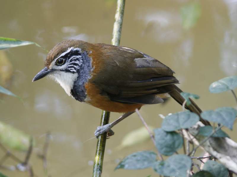 Greater Necklaced Laughingthrush 黑領噪鶥