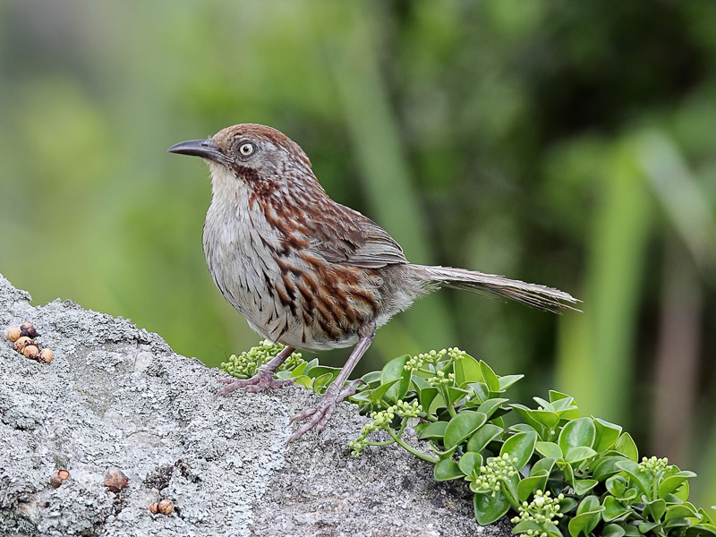 Chinese Babax 矛紋草鶥