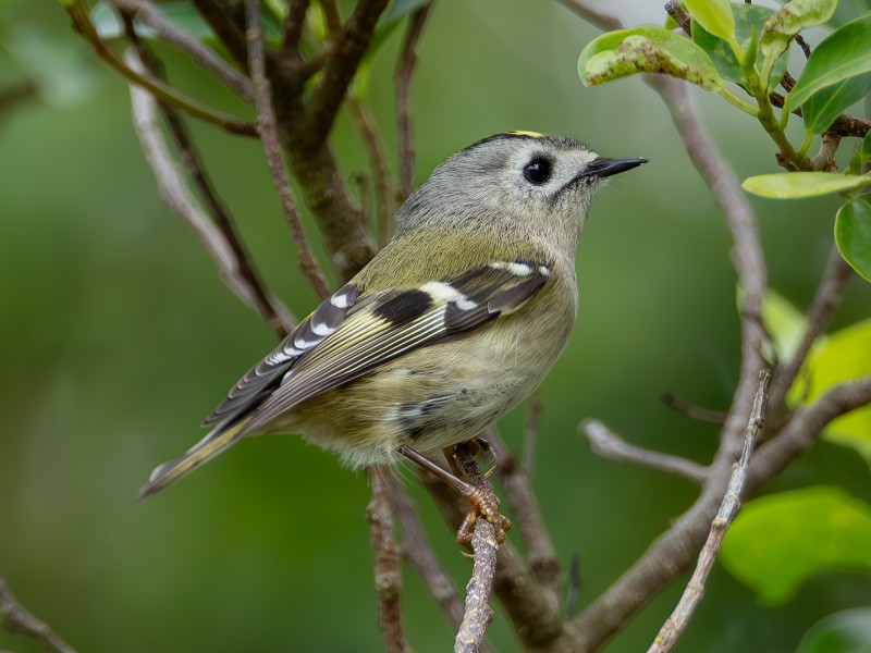 Goldcrest 戴菊