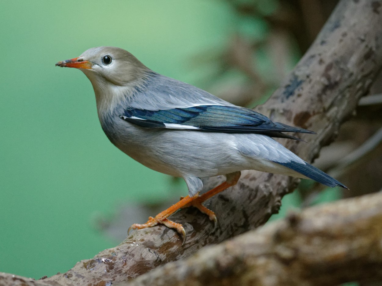 Red-billed Starling 絲光椋鳥