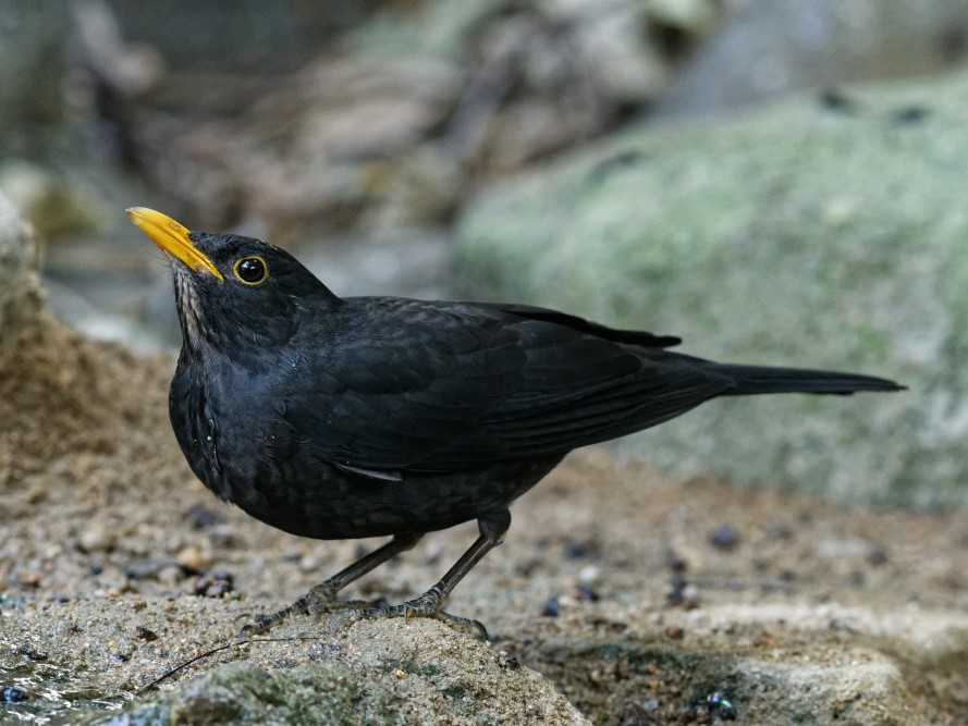 Chinese Blackbird 烏鶇